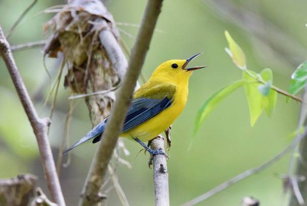 Prothonotary Warbler (26425469501) by Andy Reago & Chrissy McClarren is licensed under CC BY 2.0.